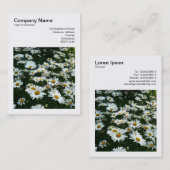Carte De Visite Photo carré (v3) - Shasta Daisies (Devant / Derrière)