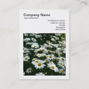 Carte De Visite Photo carré (v3) - Shasta Daisies