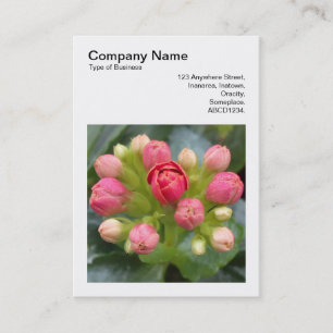 Carte De Visite Photo carrée (v3) - Bourgeons de Kalanchoe