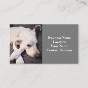 Carte De Visite Photo du magnifique chien blanc gris