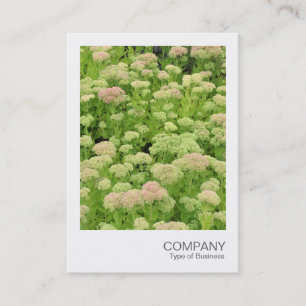 Carte De Visite Photo instantanée 058 - Sedum (Automne Joy)