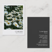 Carte De Visite Photo instantanée 09 - Shasta Daisy (Devant / Derrière)