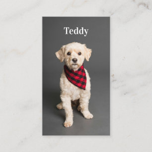 Carte De Visite Photo personnalisée Animal Chien Chien Chien Chien