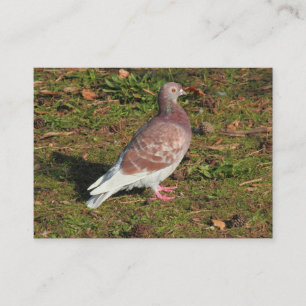 Carte De Visite Pigeon au lac du parc Roath Cardiff