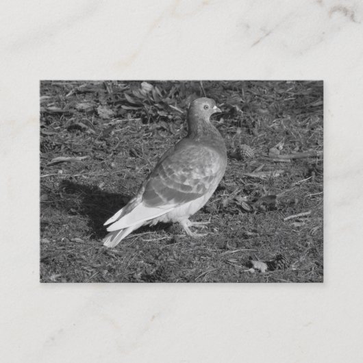 Carte De Visite ‎Pigeon BW (Devant)