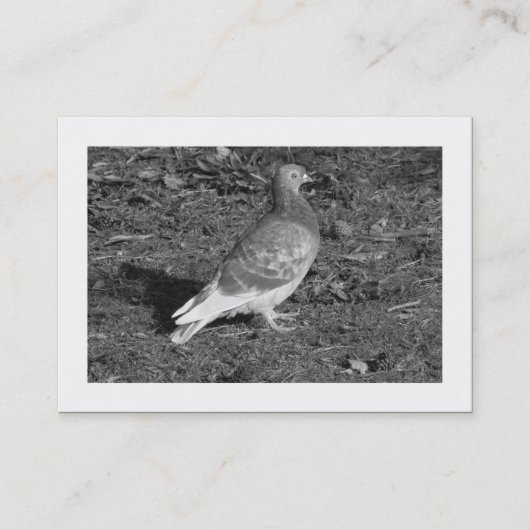 Carte De Visite Pigeon BW (frontière) (Devant)