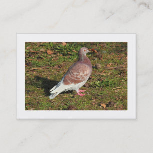Carte De Visite Pigeon (frontière)