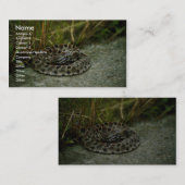 Carte De Visite Pigeon Rattlesnake (Devant / Derrière)
