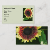 Carte De Visite Plan rapproché de cercle de feu de tournesol (Devant / Derrière)