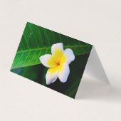 Carte De Visite Plumeria (Dos)