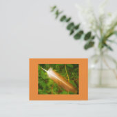 Carte De Visite Plumes (Debout devant)