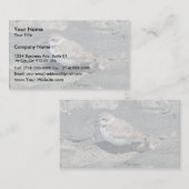 Carte De Visite Pluvier de Milou (Devant / Derrière)