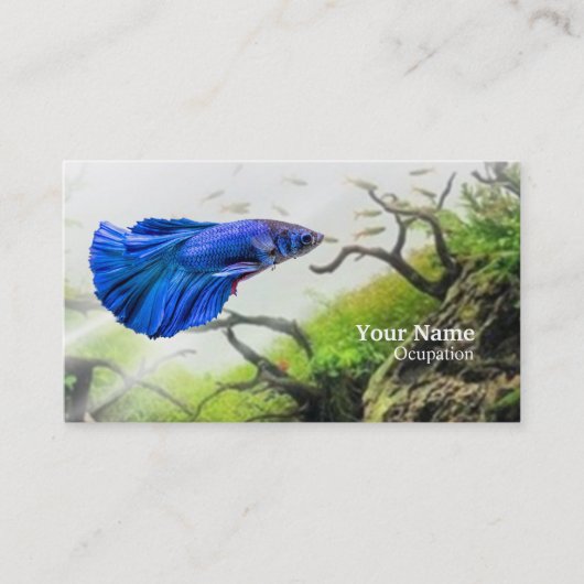 Carte De Visite Poisson combattant (Devant)