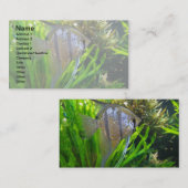 Carte De Visite Poissons d'ange (Devant / Derrière)