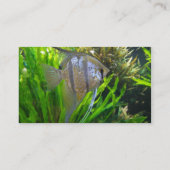 Carte De Visite Poissons d'ange (Dos)