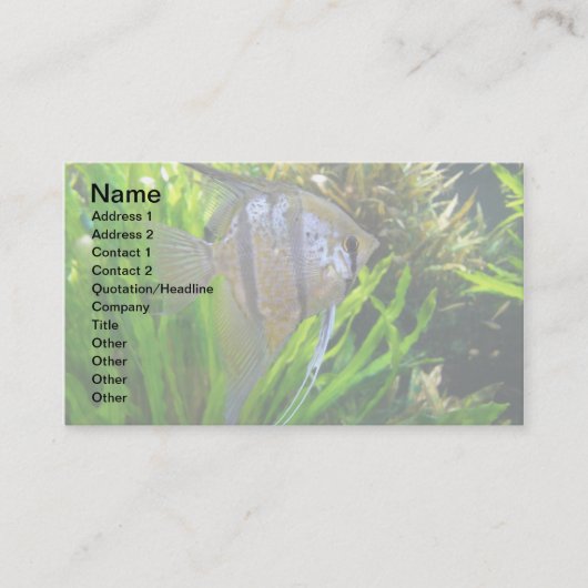 Carte De Visite Poissons d'ange (Devant)