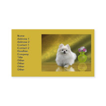 Pomeranian Dog