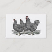 Carte De Visite Poulets de Plymouth Rock, coq (Dos)