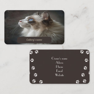Carte de visite Pour Catalogue Ragdoll