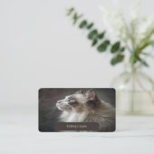 Carte de visite Pour Catalogue Ragdoll (Debout devant)