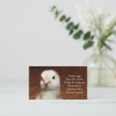 Carte De Visite Poussin d'un jour - couches ou ferme de poulets à (Debout devant)