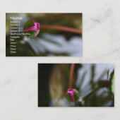 Carte De Visite Première vue/Lotus de bourgeonnement (Devant / Derrière)