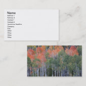 Carte De Visite Provo River et peupliers faux-trembles (Devant / Derrière)