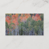 Carte De Visite Provo River et peupliers faux-trembles (Dos)