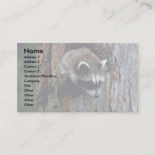 Carte De Visite Raccoon-Jeune été dans un arbre creux