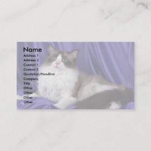 Carte De Visite Ragdoll, joint bicolore