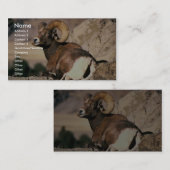 Carte De Visite RAM de Bighorn (Devant / Derrière)