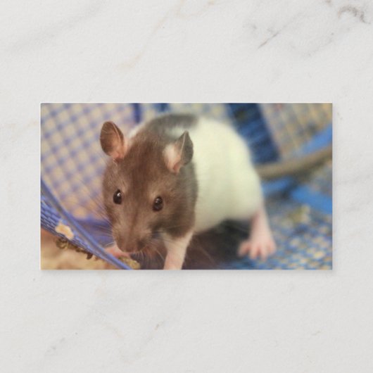 Carte De Visite rat de bébé (Dos)