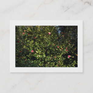Carte De Visite Red Camellia Bush (frontière)