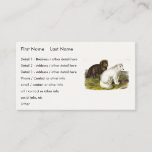 Carte De Visite Renard arctique (renard blanc, renard polaire, ren