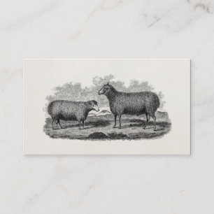 Carte De Visite Rétro ferme de 1800s de moutons d'illustration