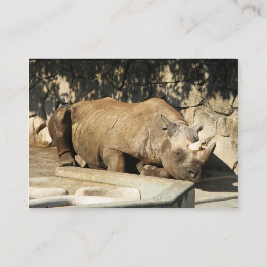 Carte De Visite Rhino couché (Dos)
