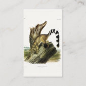 Carte De Visite Ringtail (Bassaris à queue annelée, Chat à queue a (Dos)