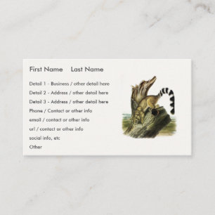 Carte De Visite Ringtail (Bassaris à queue annelée, Chat à queue a