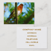 CARTE DE VISITE ROBINS (Devant / Derrière)