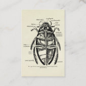 Carte De Visite Scarabée vintage d'extracteur de Hydrophilidae (Devant)