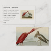 Carte De Visite Scarlet Ibis - de Audubon's Birds of America (Devant / Derrière)