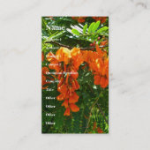 Carte de visite Scarlet Wisteria (Sesbania punicea (Devant)