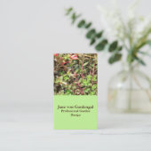 Carte De Visite Sedum (Debout devant)