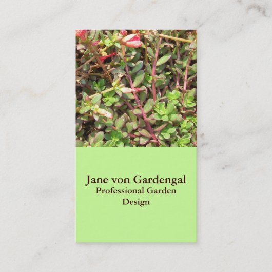 Carte De Visite Sedum (Devant)