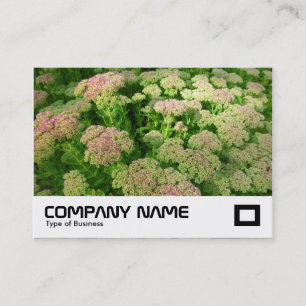 Carte De Visite Sedum "Joie d'automne"