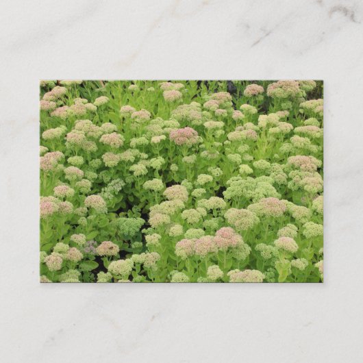 Carte De Visite Sedum (Joie d'automne) (Devant)