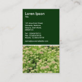 Carte De Visite Sedum (Joie d'automne) - Vert foncé (Dos)