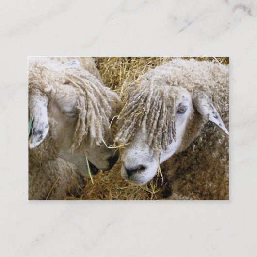 CARTE DE VISITE SHEEP (Devant)