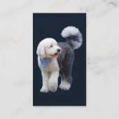 Carte De Visite Sheepadoodle avec écharpe à carreaux bleus (Dos)