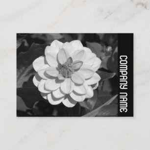 Carte De Visite Side Band - Dahlia 'David Howard'